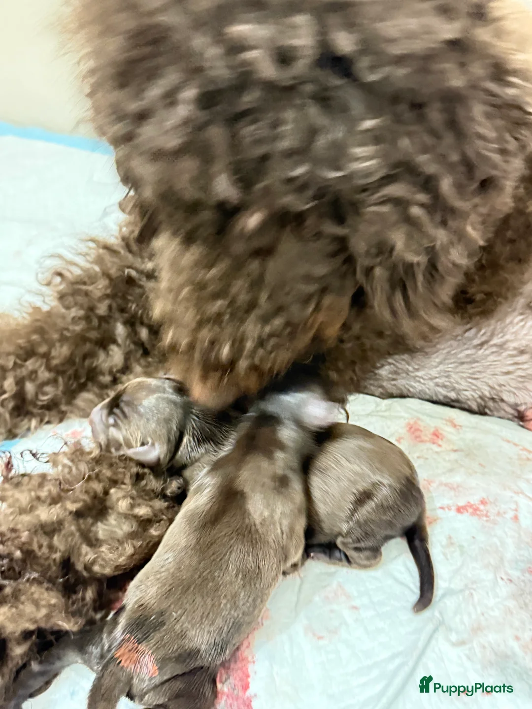 Labradoodle honden te koop: Hele mooie chocolade labradoodle puppy’s  - Advertentie 1