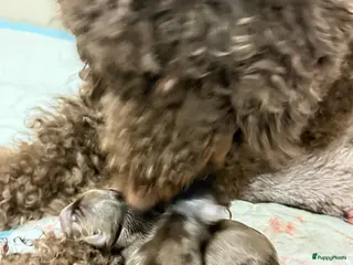 Labradoodle honden Hele mooie chocolade labradoodle puppy’s - Advertentie 1