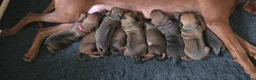 Rhodesian Ridgeback honden te koop: Prachtige Rhodesian Ridgeback pups met Stamboom - Advertentie 6