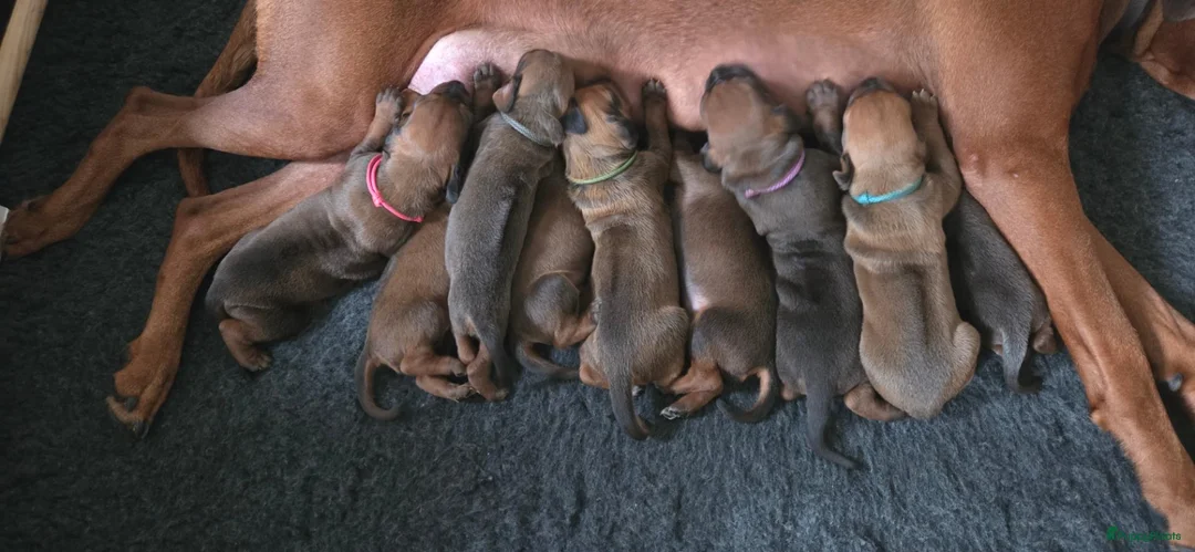Rhodesian Ridgeback honden te koop: Prachtige Rhodesian Ridgeback pups met Stamboom - Advertentie 6