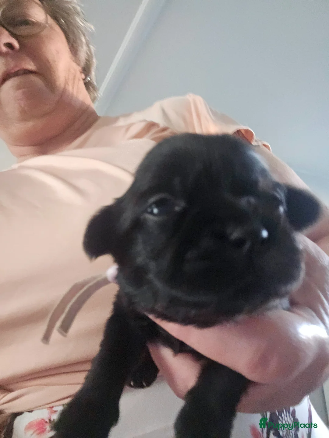 Malshi honden te koop: Malchi  - Advertentie 13