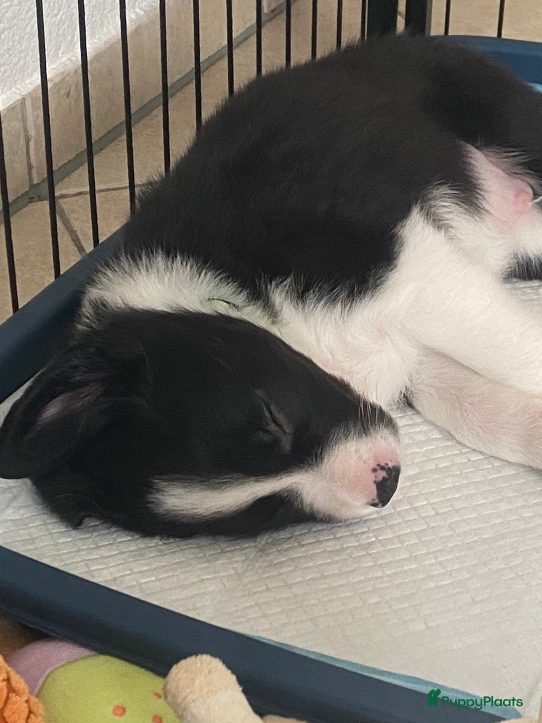 Border Collie honden te koop: Border Collie reutje zoekt liefdevol huisje - Advertentie 7