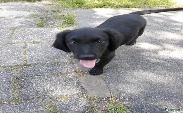 Kruising honden - Advertentie 2
