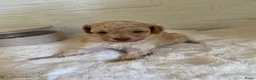 Poedel Toy honden te koop: 3 prachtige toy poedels  - Advertentie 26