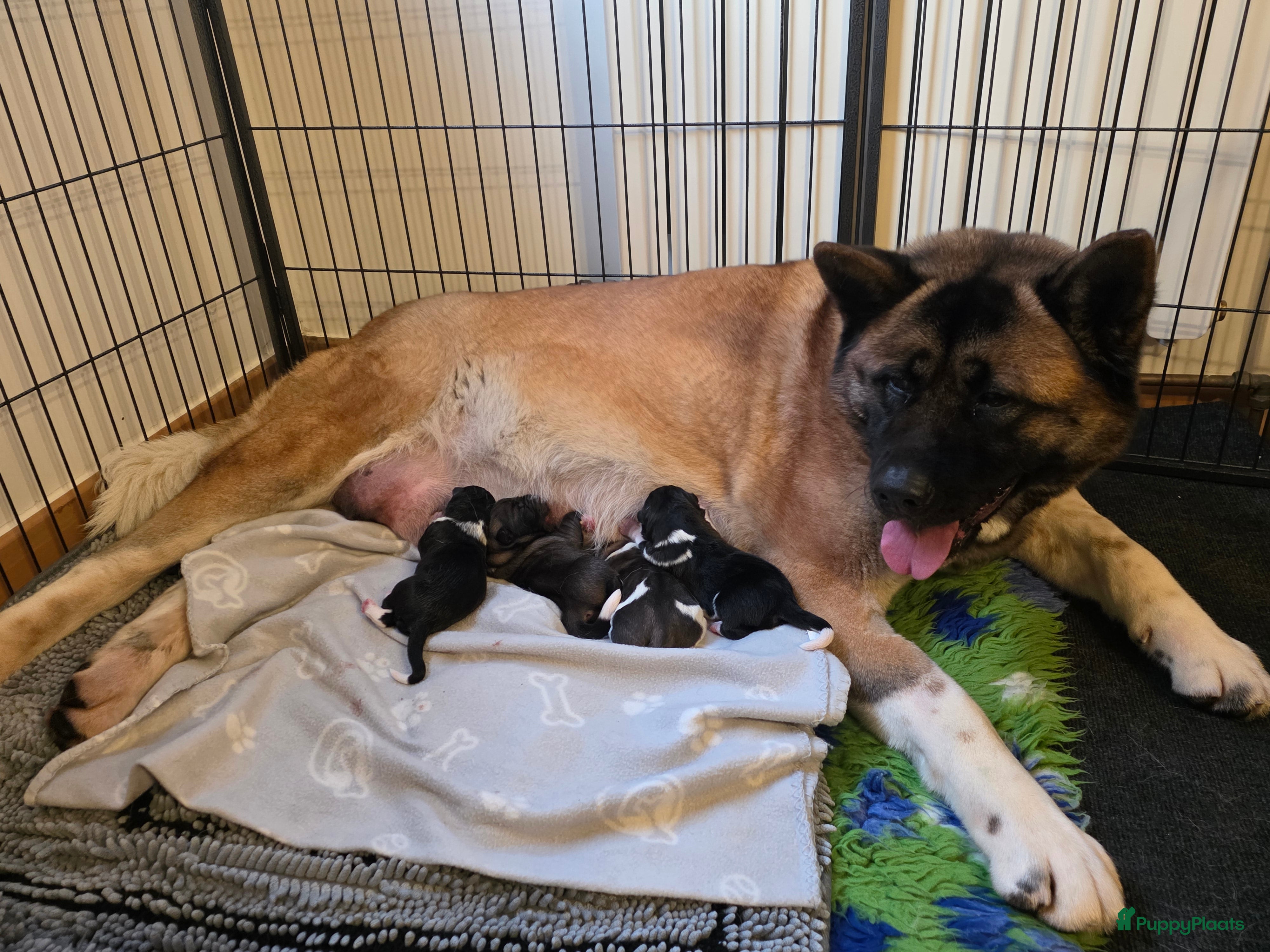 American Akita honden Te koop puppy American Akita met stamboom - Advertentie 1