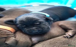 Labrador Retriever honden te koop: Labrador pups uit verantwoorde combinatie - Afbeelding 7