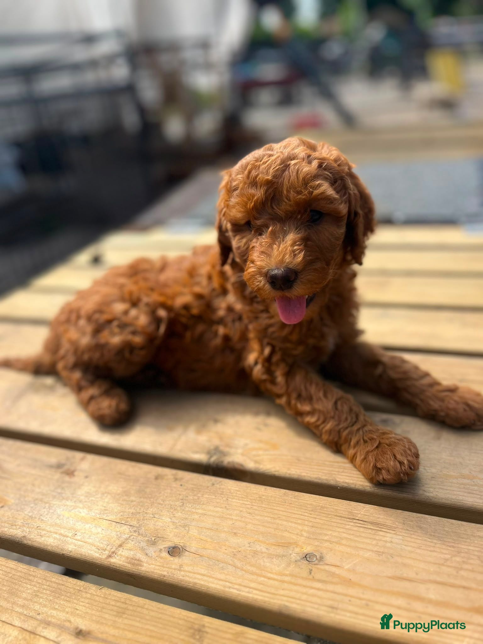 Goldendoodle honden Goldendoodles F1B - Advertentie 1