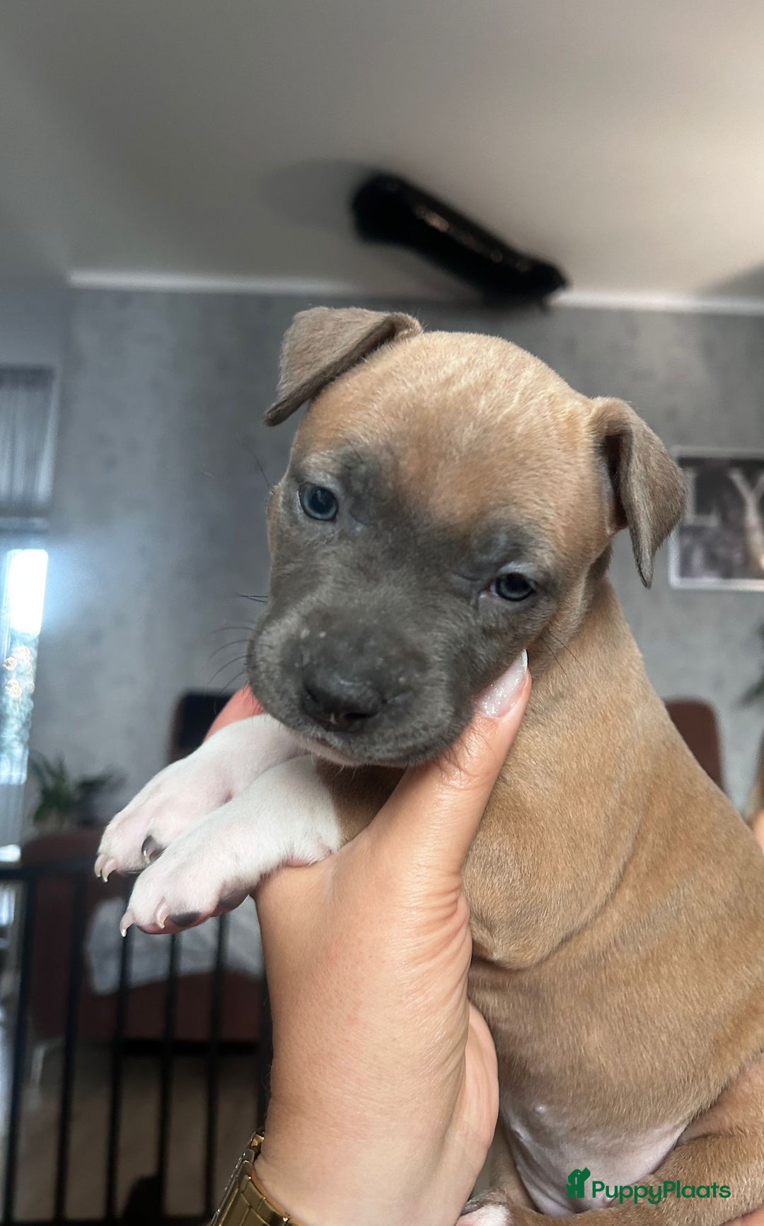 American Staffordshire Terriër honden te koop: American Staffordshire Terriers Pupps  - Advertentie 22