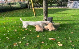 Labradoodle honden te koop: Labradoodle  - Afbeelding 7