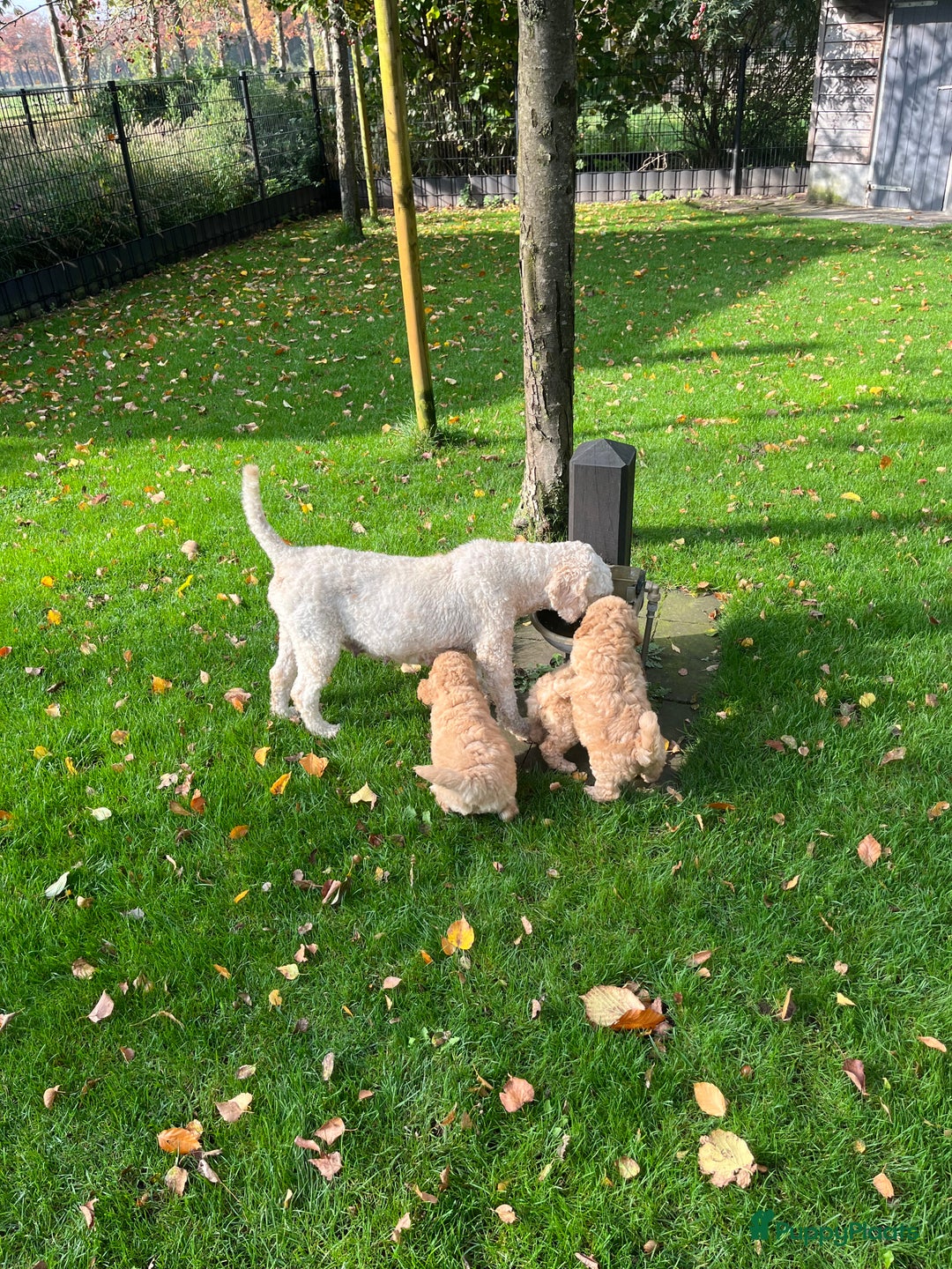 Labradoodle honden te koop: Labradoodle  - Afbeelding 7