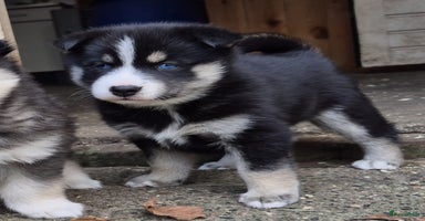 Pomsky honden - Advertentie 2