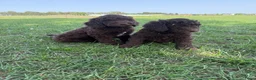 Labradoodle honden te koop: Mooie Labradoodle pups! - Advertentie 2