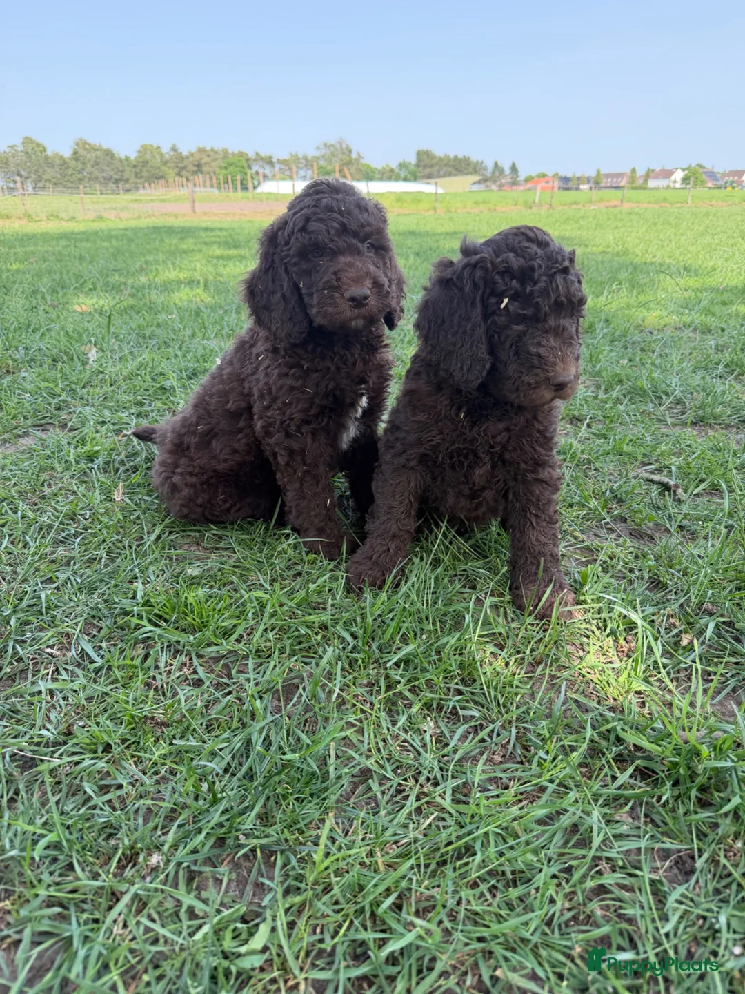 Labradoodle honden te koop: Mooie Labradoodle pups! - Advertentie 2