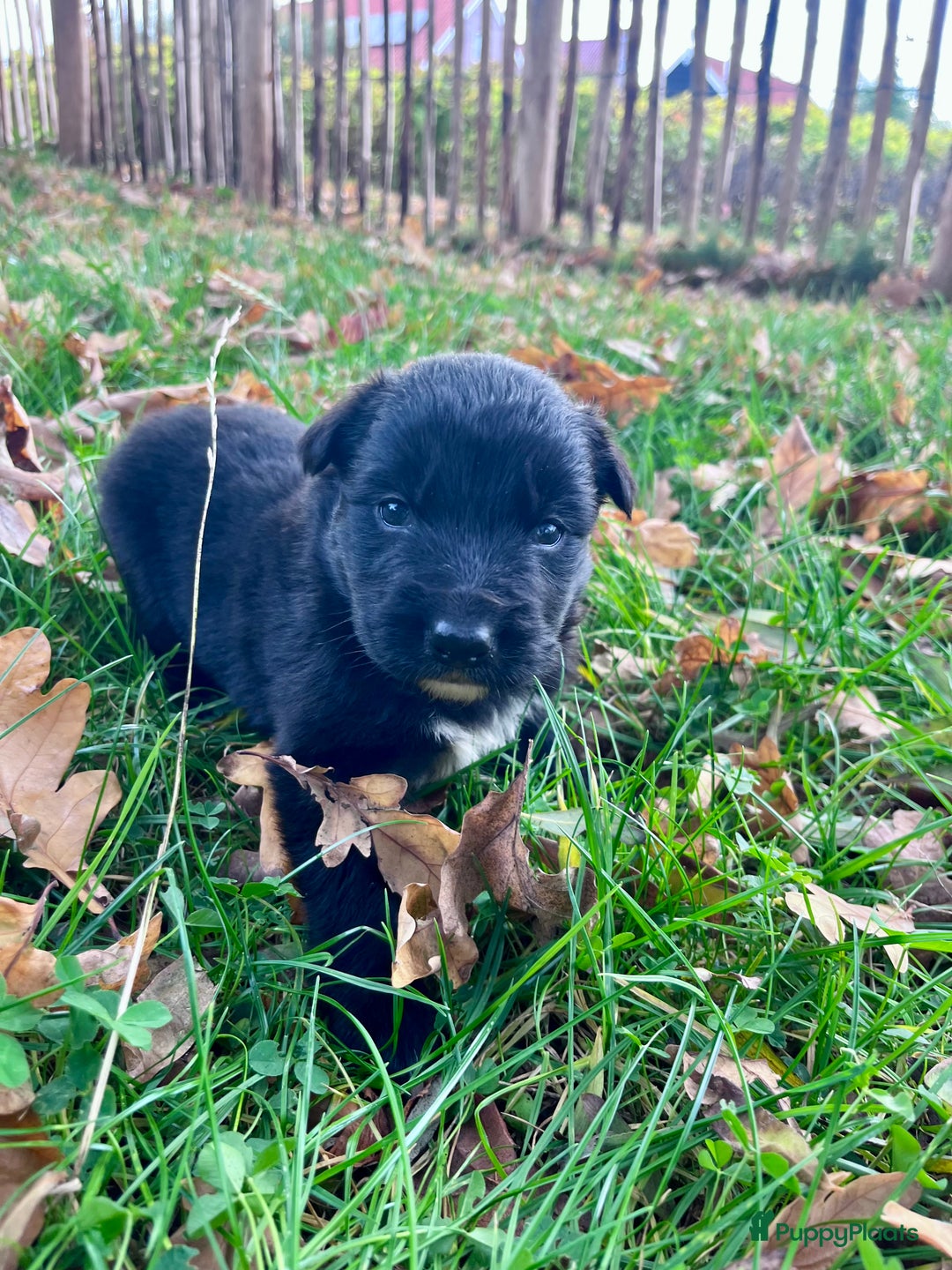 Kruising honden te koop: Lieve duitse herder x border collie pups - Advertentie 13