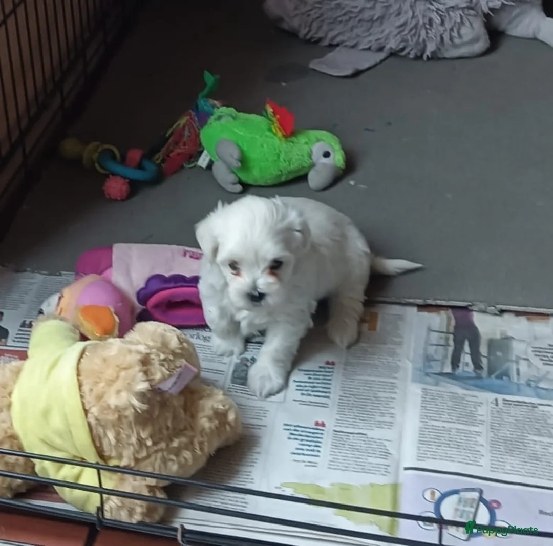 Maltezer honden te koop: Maltezer leeuwtje. Rasecht.  - Advertentie 5