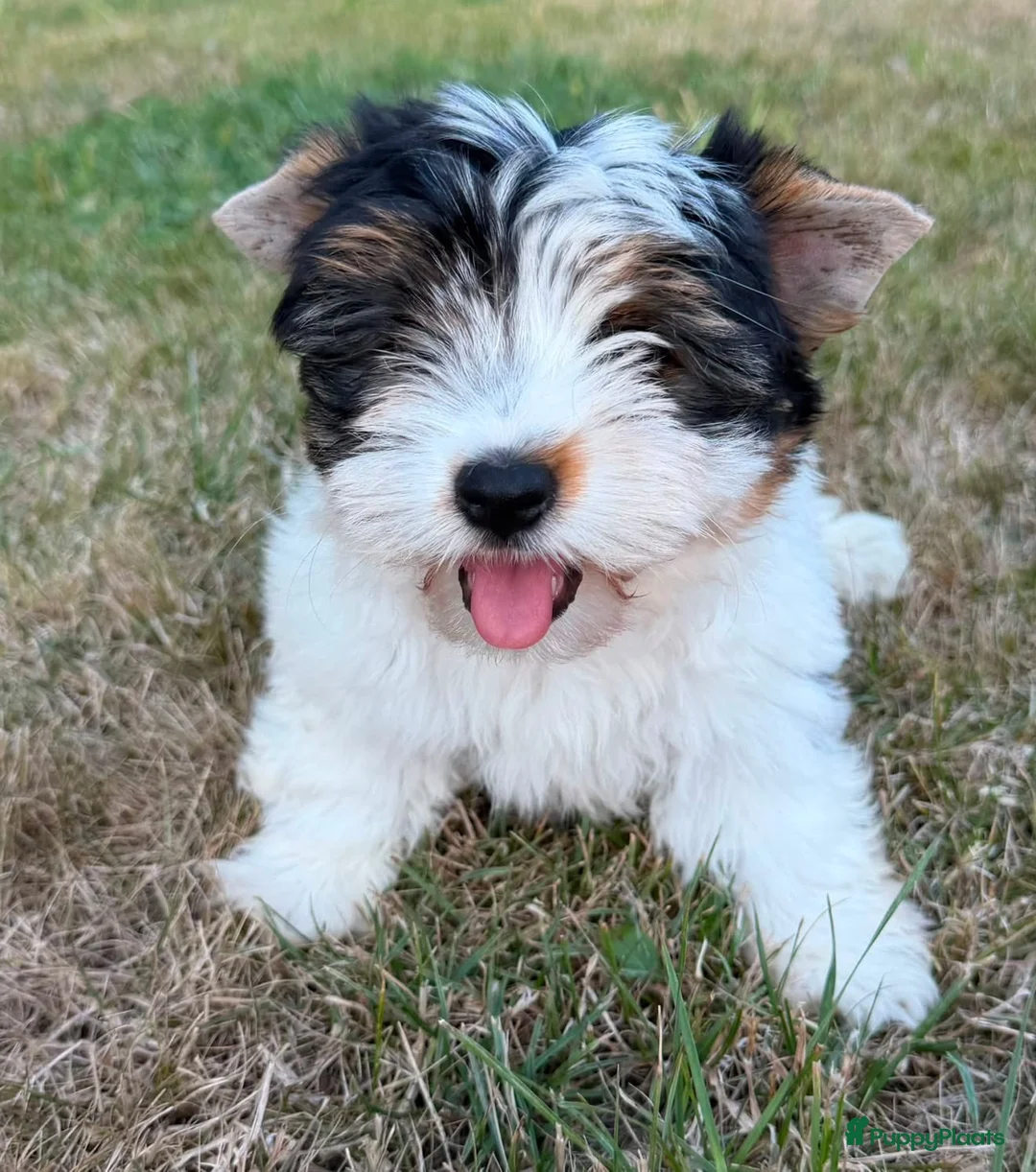 Biewer Terrier honden te koop: PuppyBiewer💗 - Advertentie 1