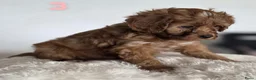 Maltipoo honden te koop: Maltipoo pup  - Advertentie 16
