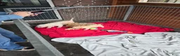 Maltipoo honden te koop: Mooie kleinblijvende MALTIPOO PUPS Met garantie  - Advertentie 9