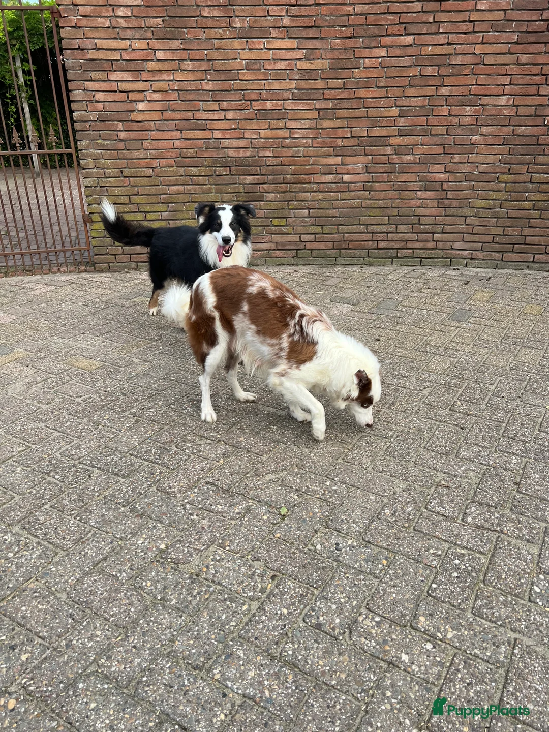 Kruising honden te koop: Australian Shepherd x Border Collie pups - Advertentie 30