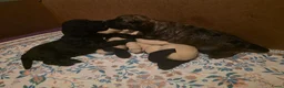 Labradoodle honden te koop: Labradoodle pups in Gaanderen - Advertentie 5