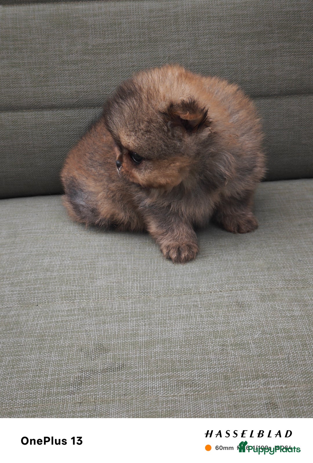 Pomeriaan honden te koop: Pomeriaan  - Advertentie 2