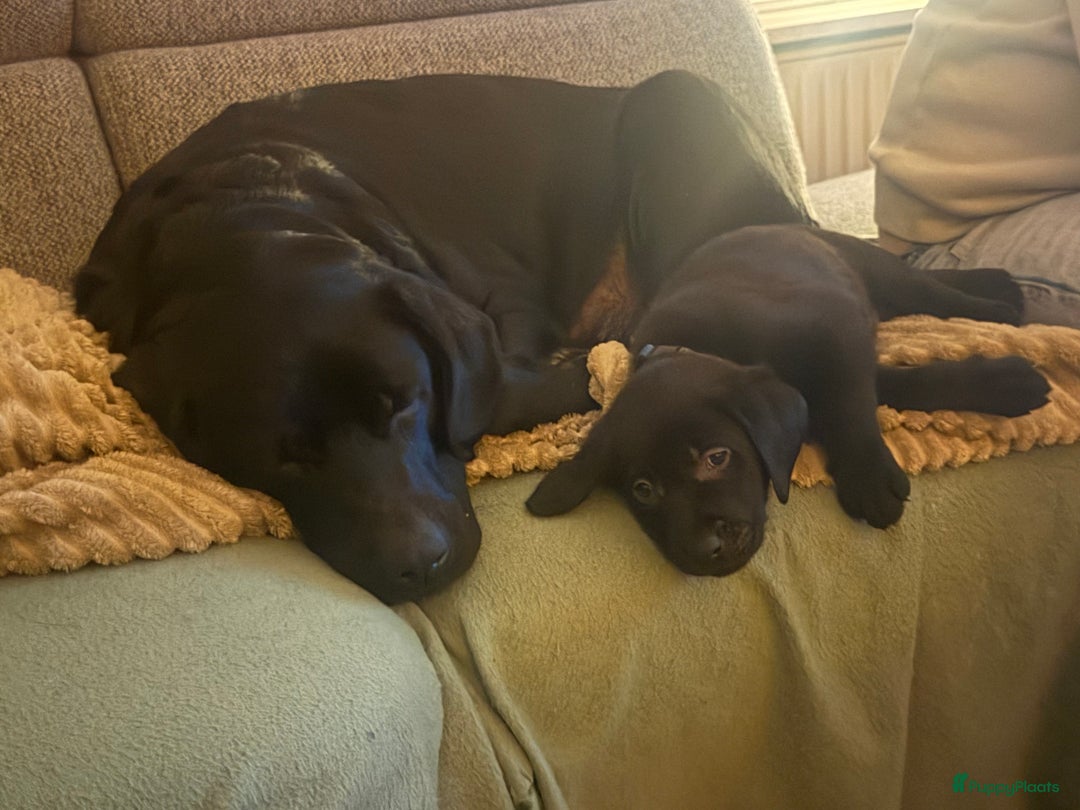 Labrador Retriever honden te koop: Labrador pups - Advertentie 8