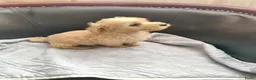 Maltipoo honden te koop: Maltipoo pups te koop  - Advertentie 5