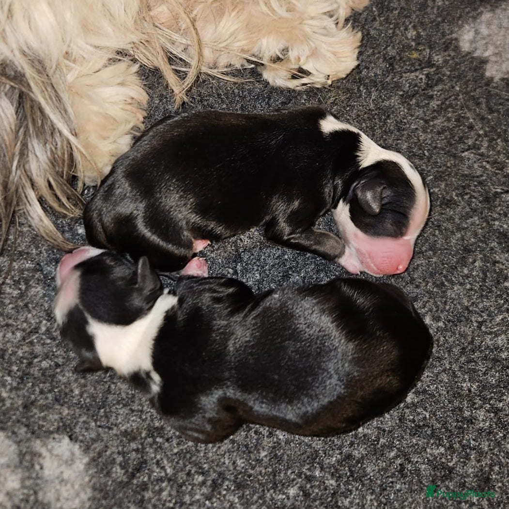Tibetaanse Terriër honden Tibetaanse Terriër pups geboren! - Advertentie 1