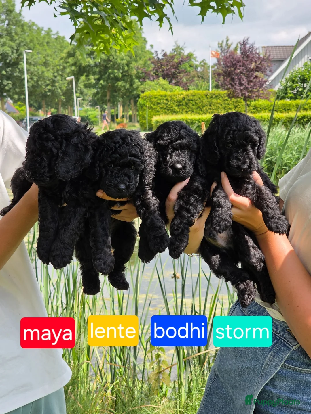 Poedel honden te koop: Prachtige sociale zwarte poedel pups in Sneek - Advertentie 1