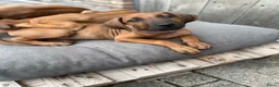 Rhodesian Ridgeback honden te koop: 10 prachtige Rhodesian Ridgeback pups te koop - Advertentie 5