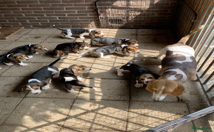 Basset Artesien Normand honden - Advertentie 1