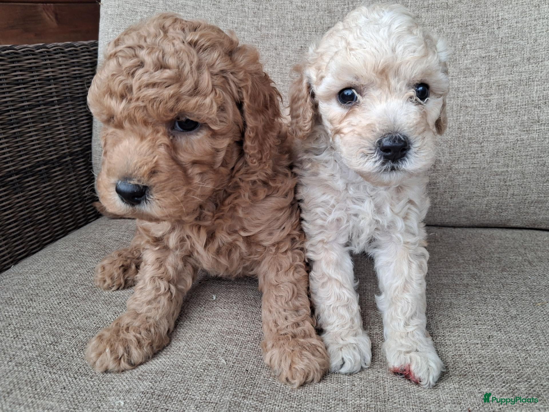 Australian Labradoodle honden Prachtige australian labradoodle puppy's  - Advertentie 2