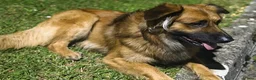 Groenendaeler honden te koop: Baskische herder pups - Advertentie 5