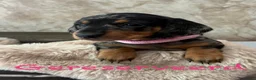 Teckel (korthaar)  honden te koop: Prachtige dwerg teckels  - Advertentie 7