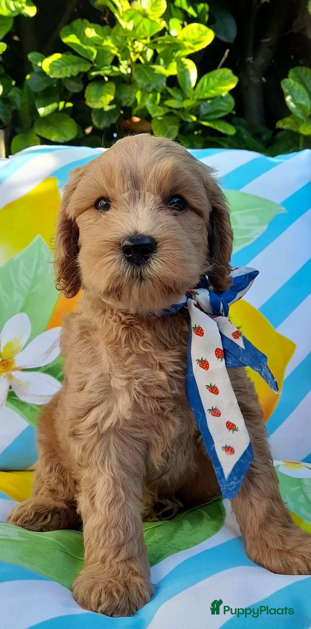 Australian Labradoodle honden Australian Labradoodle pups WALA stamboom  - Advertentie 2