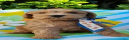 Australian Labradoodle honden te koop: Australian Labradoodle pups WALA stamboom  - Advertentie 3
