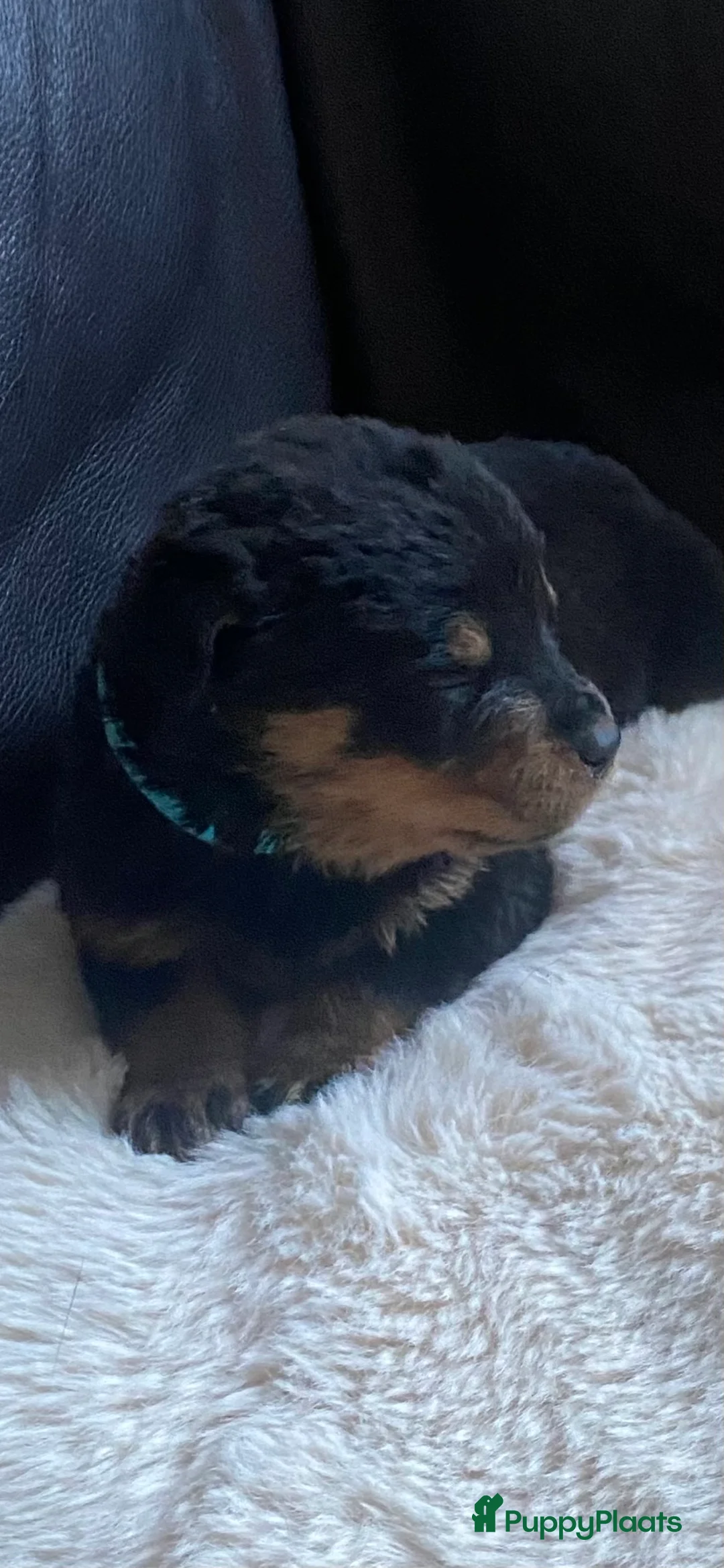 Rottweiler honden te koop: Rotweiler pups  - Advertentie 7