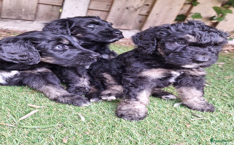 Bernedoodle honden - Advertentie 1