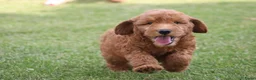 Goldendoodle honden te koop: Mooie Goldendoodle pups - Advertentie 2