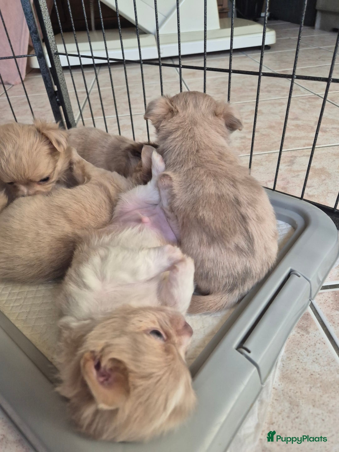 Chihuahua honden te koop: Chihuahuapups creme red merle - Advertentie 5