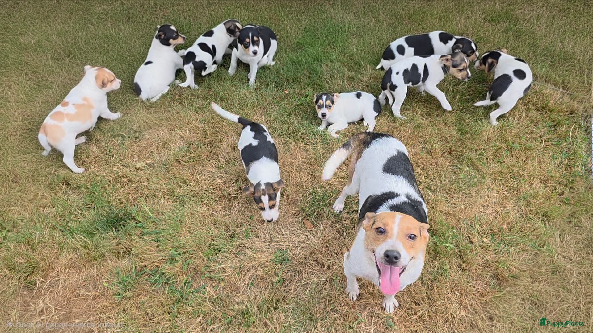 Boerenfox honden Prachtige Boerenfox pups - Advertentie 1