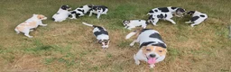 Boerenfox honden te koop: Prachtige Boerenfox pups - Advertentie 1