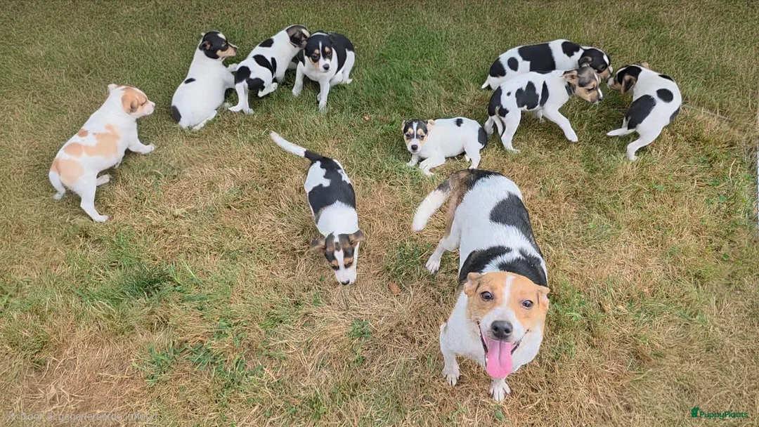 Boerenfox honden te koop: Prachtige Boerenfox pups - Advertentie 1