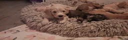 Kruising honden te koop: Labradoodle pups - Advertentie 5