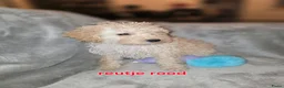 Maltipoo honden te koop: Mooie maltipoo pups 8 weken oud - Advertentie 5