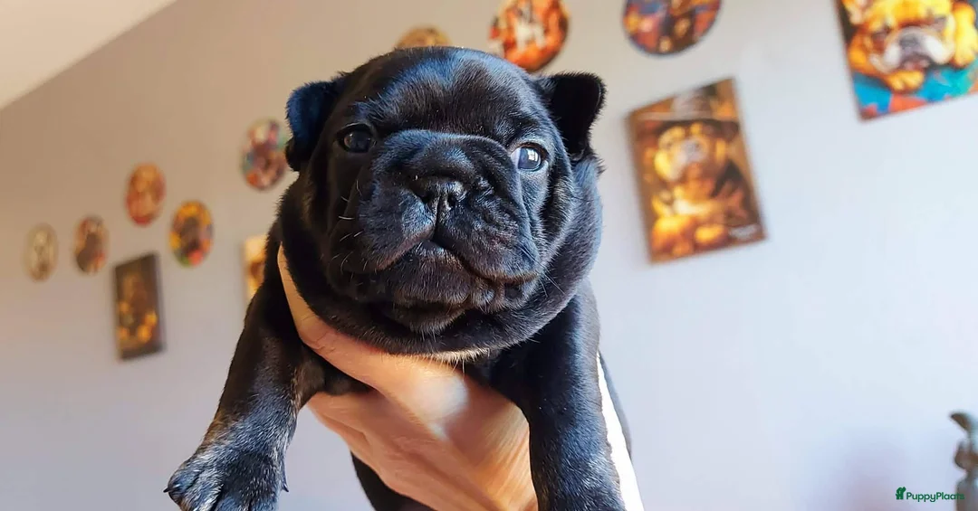Franse Bulldog honden te koop: Prachtige Franse Bulldog pups met stamboom - Advertentie 6