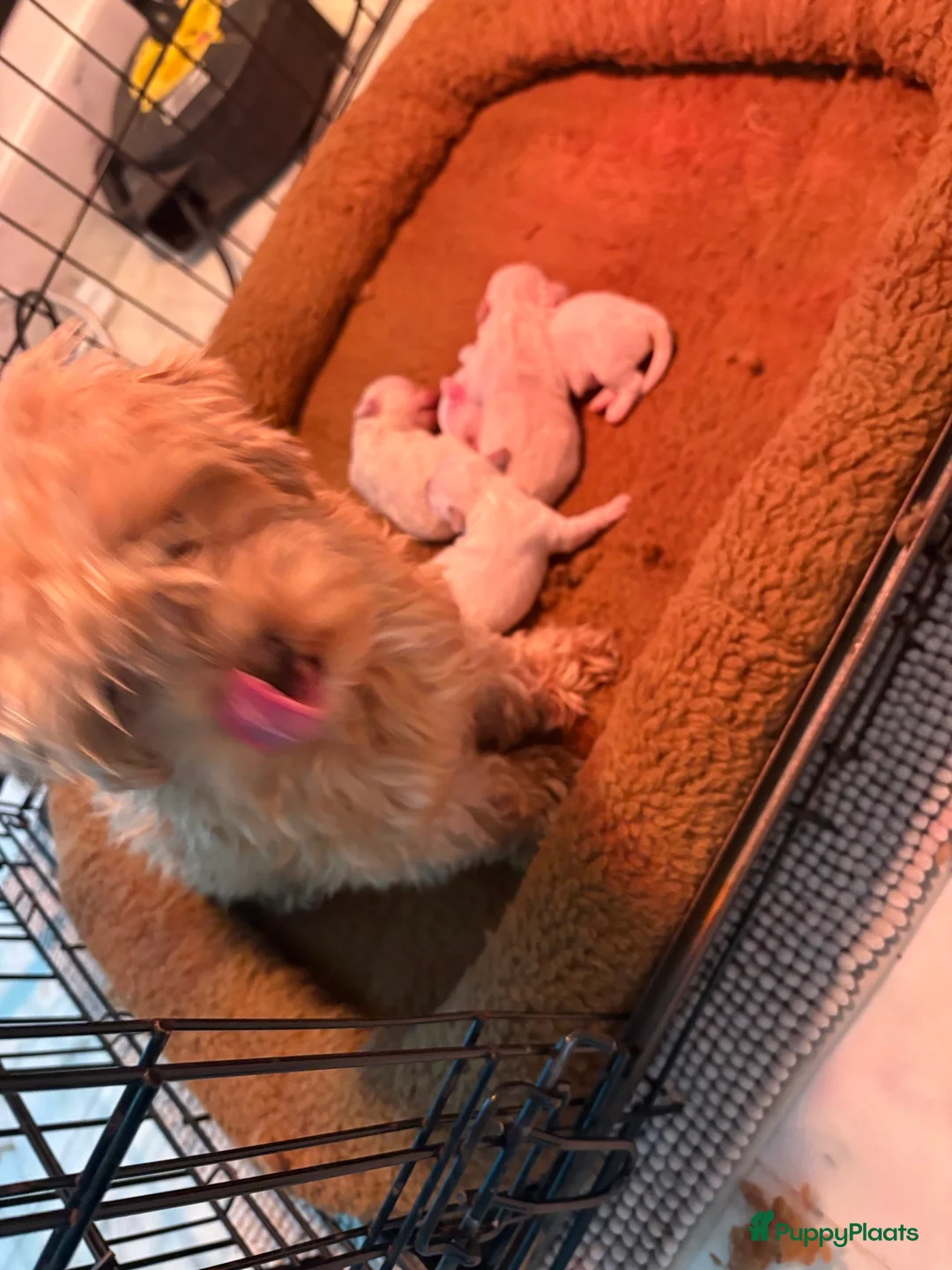 Maltipoo honden te koop: Maltipoo pups - Advertentie 5