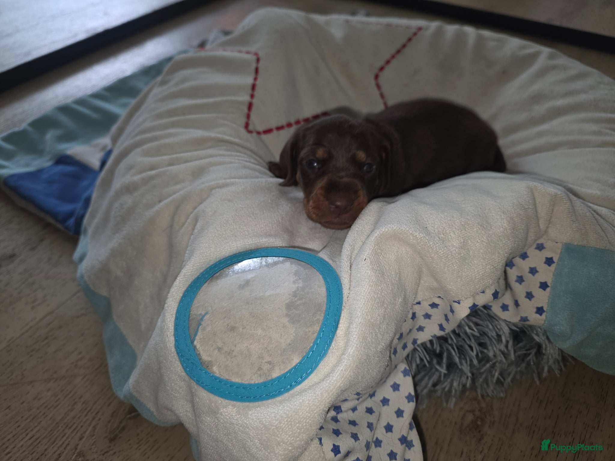Teckel (korthaar)  honden te koop: ❤️ Prachtige, sociale, lieve dwergteckel pups ❤️ - Advertentie 17