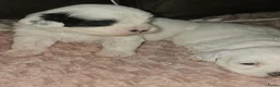 Maltezer honden te koop: Boomer malshi - Advertentie 2