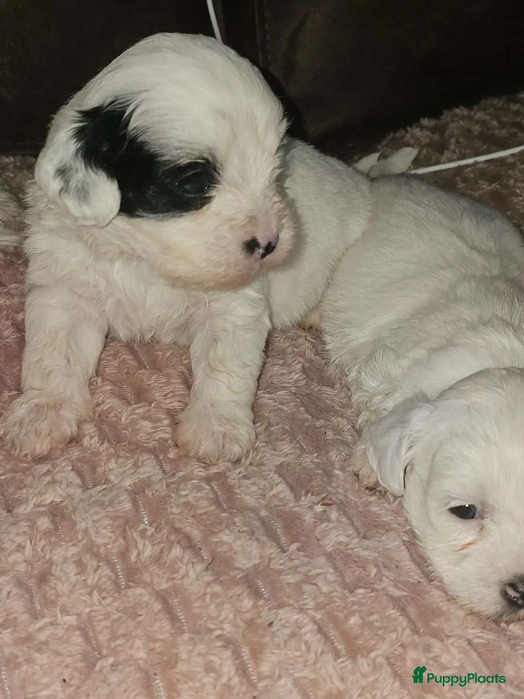Maltezer honden te koop: Boomer malshi - Advertentie 2